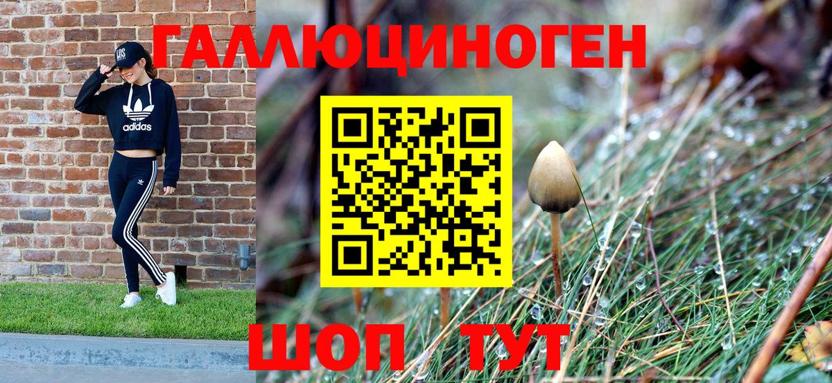 Черкесск  Псилоцибиновые грибы Psilocybine cubensis  Вход с VPN 